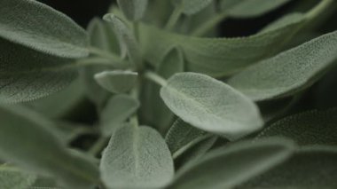 Bahçe bahçesindeki aşçılık bitkisi.