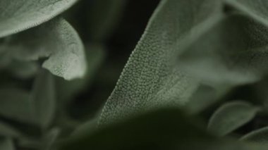 Bahçe bahçesindeki aşçılık bitkisi.