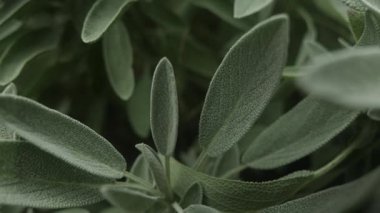 Bahçe bahçesindeki aşçılık bitkisi.