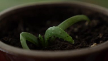 Bir saksı aloe vera bitkisinin makro 'su