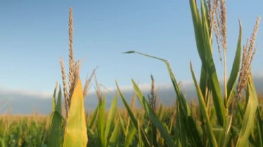 Yaz boyunca mısır tarlasında mısır bitkisi