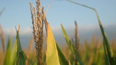 Yaz boyunca mısır tarlasında mısır bitkisi