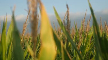 Yaz boyunca mısır tarlasında mısır bitkileri