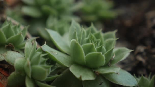 Macro Close Shot Van Een Potted Succulent Plant Binnen — Stockvideo