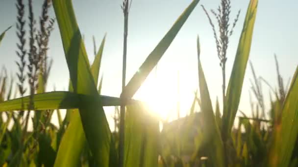 Maïsplanten Een Maïsveld Zomer — Stockvideo