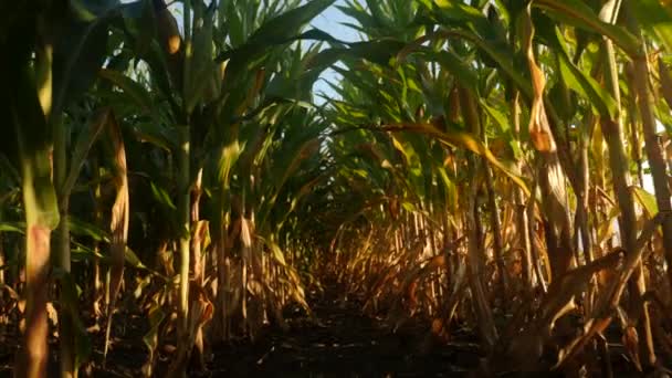 Corn Plants Cornfield Summer — Stock Video