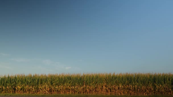 Corn Plants Cornfield Summer — Stock Video