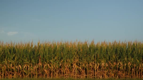 Кукурузные Растения Кукурузном Поле Летом — стоковое видео