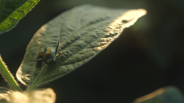 Juni Käfer Auf Dem Laub Einer Sojapflanze Auf Einem Bauernhof — Stockvideo