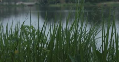 Sabahın erken saatlerinde bir gölün yanında bitkiler