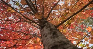 Portakal yaprakları ve beyaz kabuğu olan güzel bir sonbahar akçaağacı.