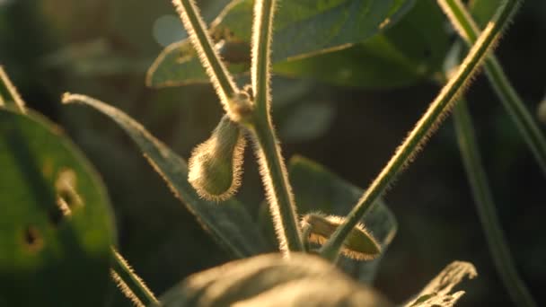 Bir Çiftlikteki Soya Bitkisi Üzerinde Büyüyen Soya Fasulyesi — Stok video