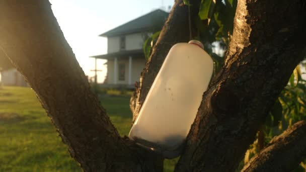 Plastik Bir Sürahiden Yapılmış Sinek Kapanı Elma Ağacına Asılır — Stok video