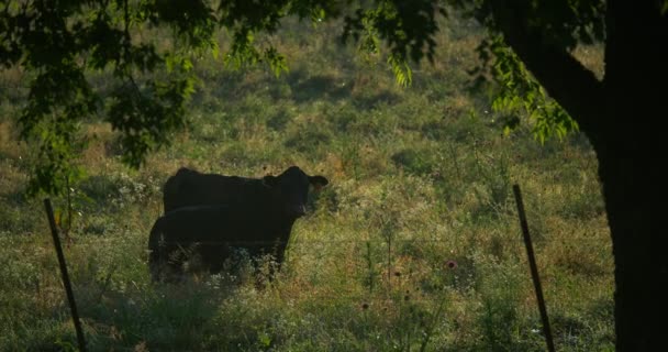 Lehmä Vasikka Seisovat Vihreällä Laitumella Maatilalla Varhain Aamulla — kuvapankkivideo