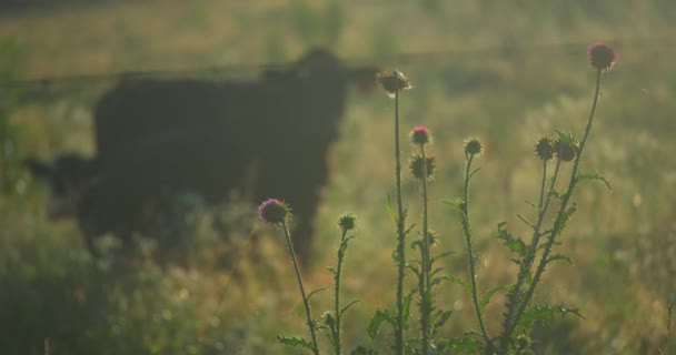 Distel Bloem Een Weiland Met Koeien Achtergrond — Stockvideo