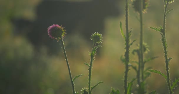 清晨草场上的菊花 — 图库视频影像