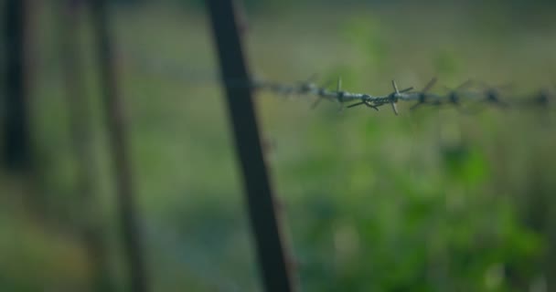Çiftlik Kedisi Arka Planda Çitlerle Çakıllı Bir Yolda Yatıyor — Stok video