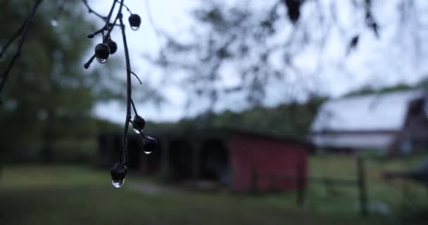 Fruits Secs Foncés Avec Pluie Sur Arbre — Video