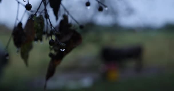 Yağmurlu Bir Günde Islak Çayırlarda Inekler — Stok video