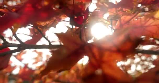 Detalle Las Hojas Otoño Colores Naranja Marrón — Vídeo de stock