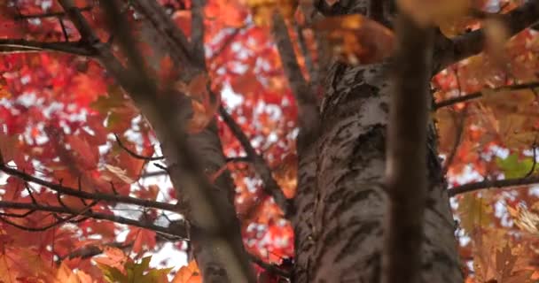 Beautiful Autumn Maple Tree Orange Leaves White Bark — Stock Video