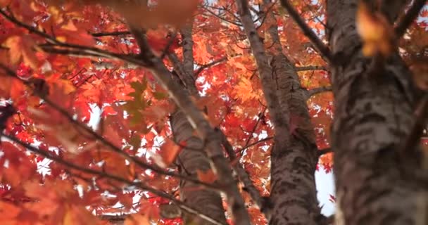 Szczegóły Jesiennych Liści Kolorze Pomarańczowym Brązowym — Wideo stockowe
