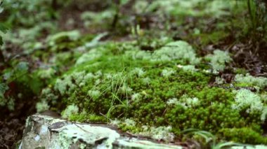 Kayaların üzerinde yetişen yosunlardan ağaçlar ve yapraklarla ormanaltı ormanlarını ortaya çıkarmak..