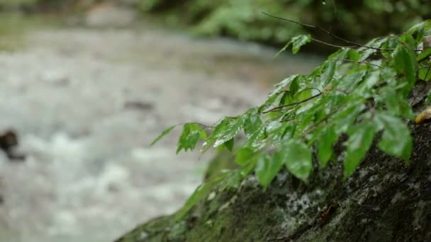 Yağmurdan Islanmış Yaprakların Ayrıntıları Arka Planda Akan Bir Dere Bulanık — Stok video