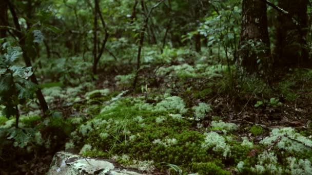 森の中の岩の上で成長している苔 夕暮れ時の滑り台 — ストック動画