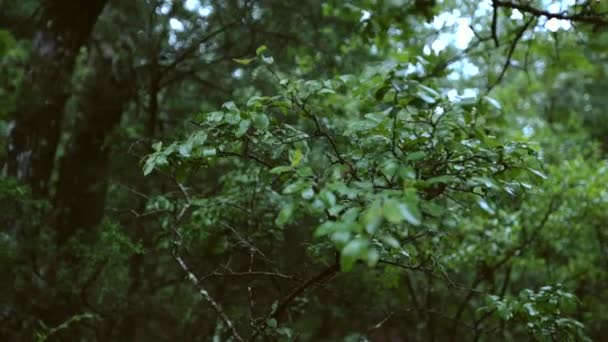 Портативный Снимок Листьев Деревьев Неглубоком Фокусе — стоковое видео