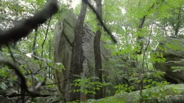 深い森の真ん中には大きな岩が立っていて 手前には焦点を当てたブラシが付いています — ストック動画