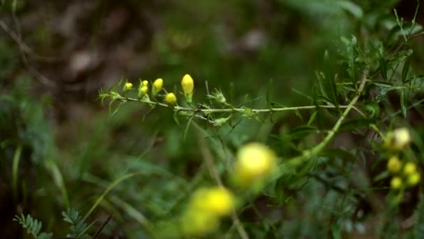 Panning Macro Shot Van Een Groene Plant Met Gele Bloemen — Stockvideo