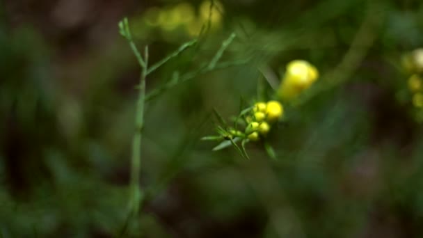 黄色の花を持つ緑の植物のスライディングマクロショット 森林植物は前景と背景に焦点を当てています — ストック動画