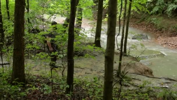 Ein Mann Wandert Auf Einem Waldweg Hinunter Einem Fließenden Bach — Stockvideo