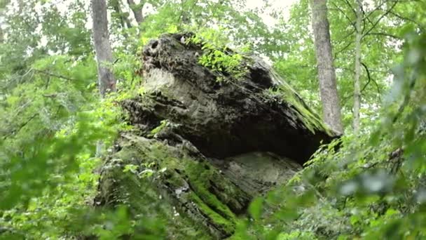 森に囲まれたテクスチャロックの岩のスライドショット — ストック動画