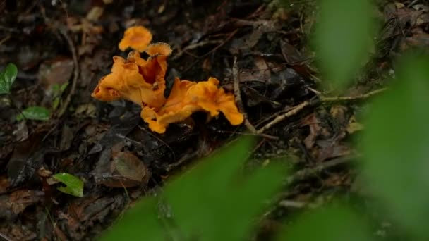 森の床に生えているオレンジ色の真菌の詳細 浅い焦点 — ストック動画