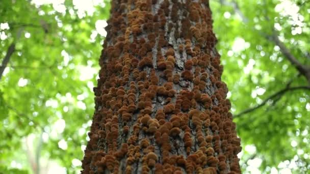 Pan Van Oranje Polypore Plank Schimmels Groeien Een Boom — Stockvideo