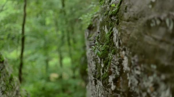 Panning Shot Van Regen Druipt Van Een Rotswand Met Mos — Stockvideo