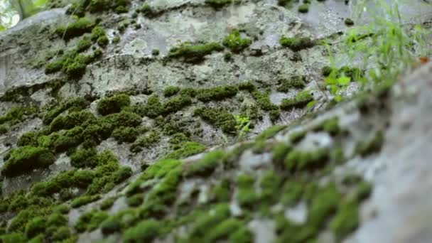 Panorámica Musgo Creciendo Una Roca Mojada Con Solo Ciertas Secciones — Vídeos de Stock