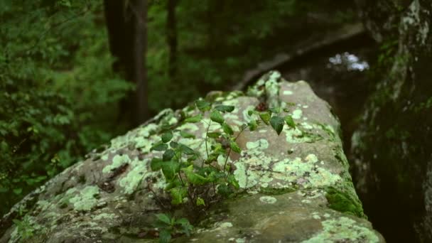Bitkiler Arka Planda Çözünmüş Kayalar Ormanlı Bir Kaya Parçasından Büyürler — Stok video