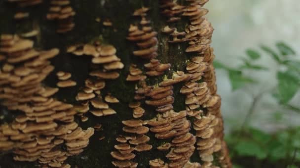 Fungos Prateleira Crescendo Tronco Árvore Lado Rio Câmera Lenta Foco — Vídeo de Stock