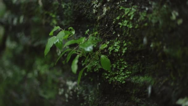 Растение Растет Скалы Падающим Дождем Замедленном Движении Неглубоком Фокусе — стоковое видео