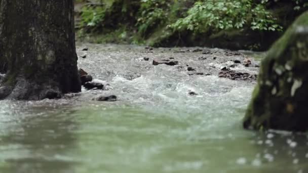 Riacho Fluindo Uma Floresta Borbulhando Sobre Pedras Seixos Câmera Lenta — Vídeo de Stock