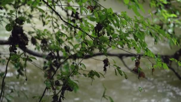 Detail Větve Stromu Rozostřenou Řekou Tekoucí Zpomaleném Pohybu Pozadí — Stock video