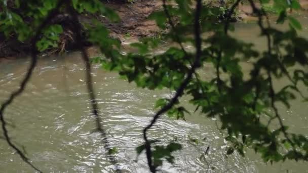 Rzeka Przepływająca Przez Las Zwolnionym Tempie Śledząca Deszcz — Wideo stockowe
