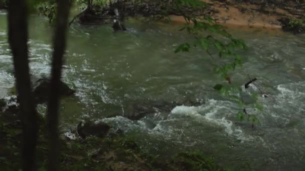 Flod Som Rinner Genom Skog Slow Motion Och Spårar Skott — Stockvideo