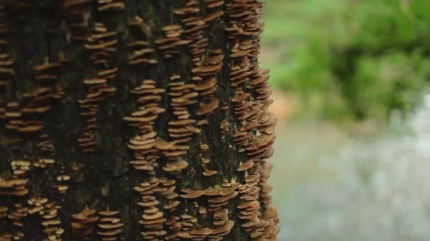 Fungos Prateleira Crescendo Tronco Árvore Lado Rio Câmera Lenta Foco — Vídeo de Stock