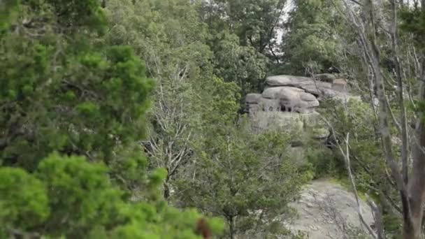 View Large Boulder Trees Forest Focused Foreground — Stock Video