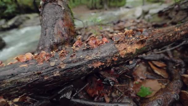 Fungos Prateleira Líquen Crescem Galho Árvore Morta Com Riacho Movimento — Vídeo de Stock