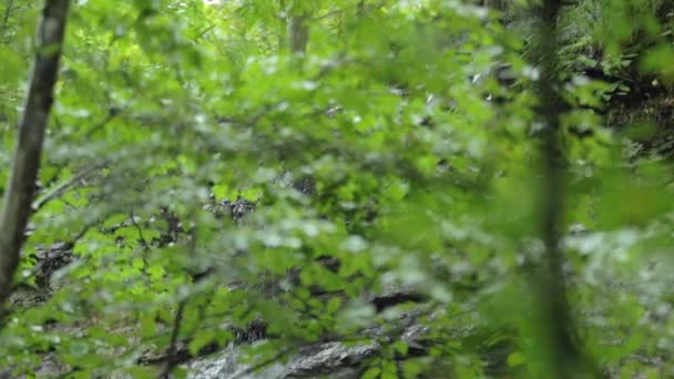 Küçük Bir Şelale Ormandaki Bir Uçurumda Yavaş Çekim Tavasında — Stok video